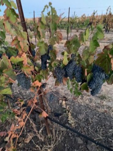 Clusters of ripe grapes hanging on a vine in a vineyard.
