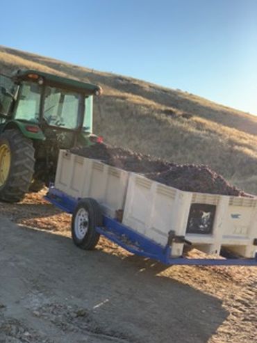Tractor pulling a trailer loaded with harvested grapes on a dirt path.