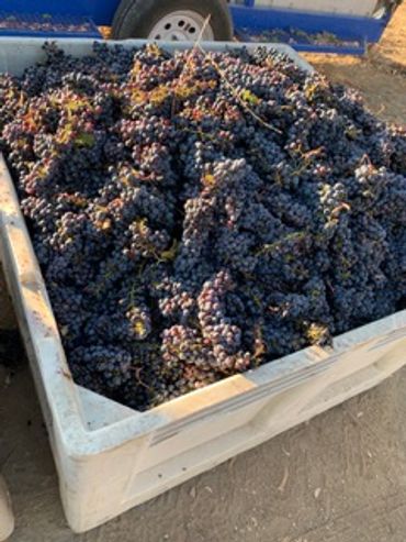 A large container filled with freshly harvested dark purple grapes.