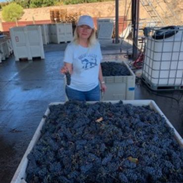 Woman holding grapes beside containers full of harvested grapes.