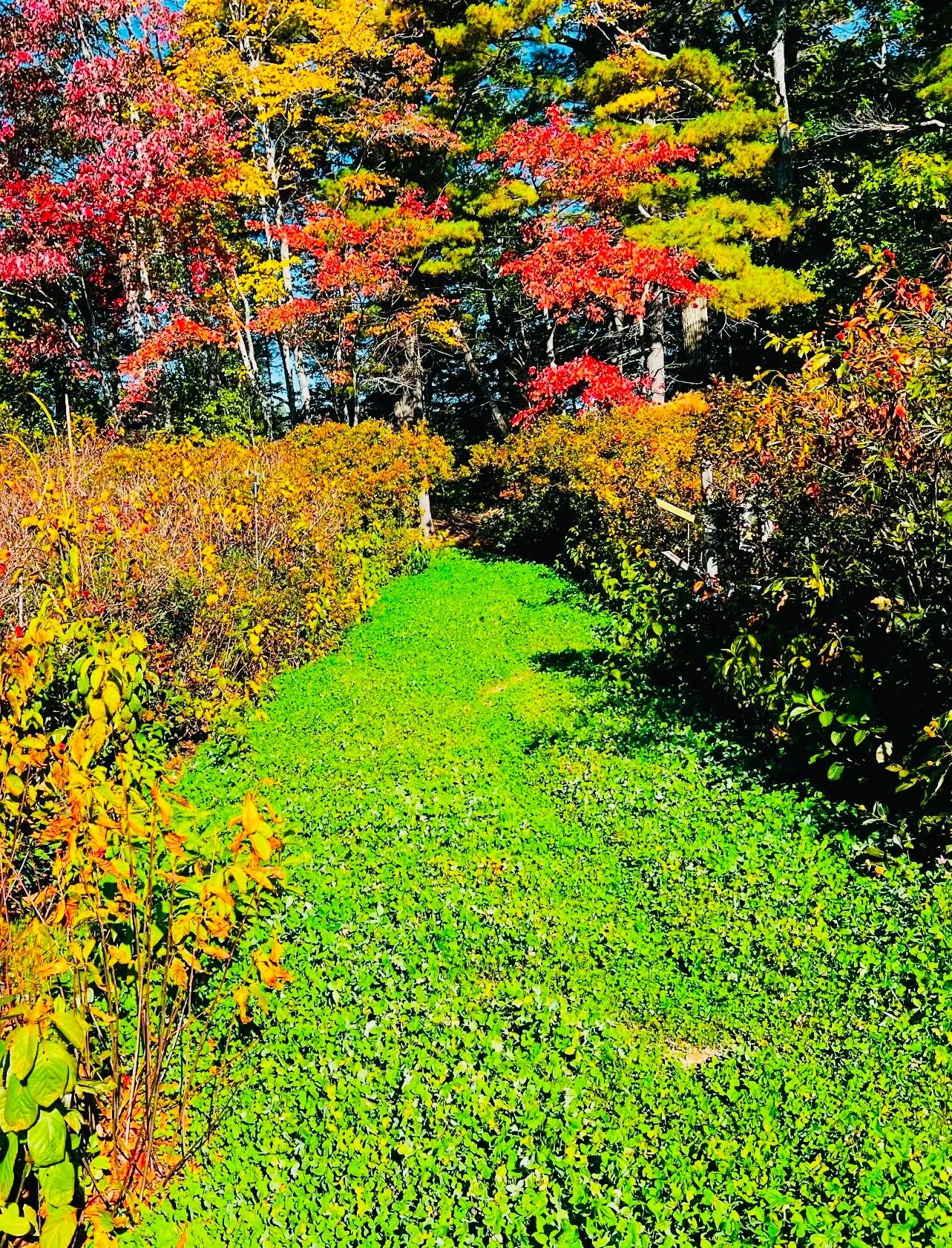 This is the trail on my property that the Maine DEP wants Trail/Path removed meaning dig it out!