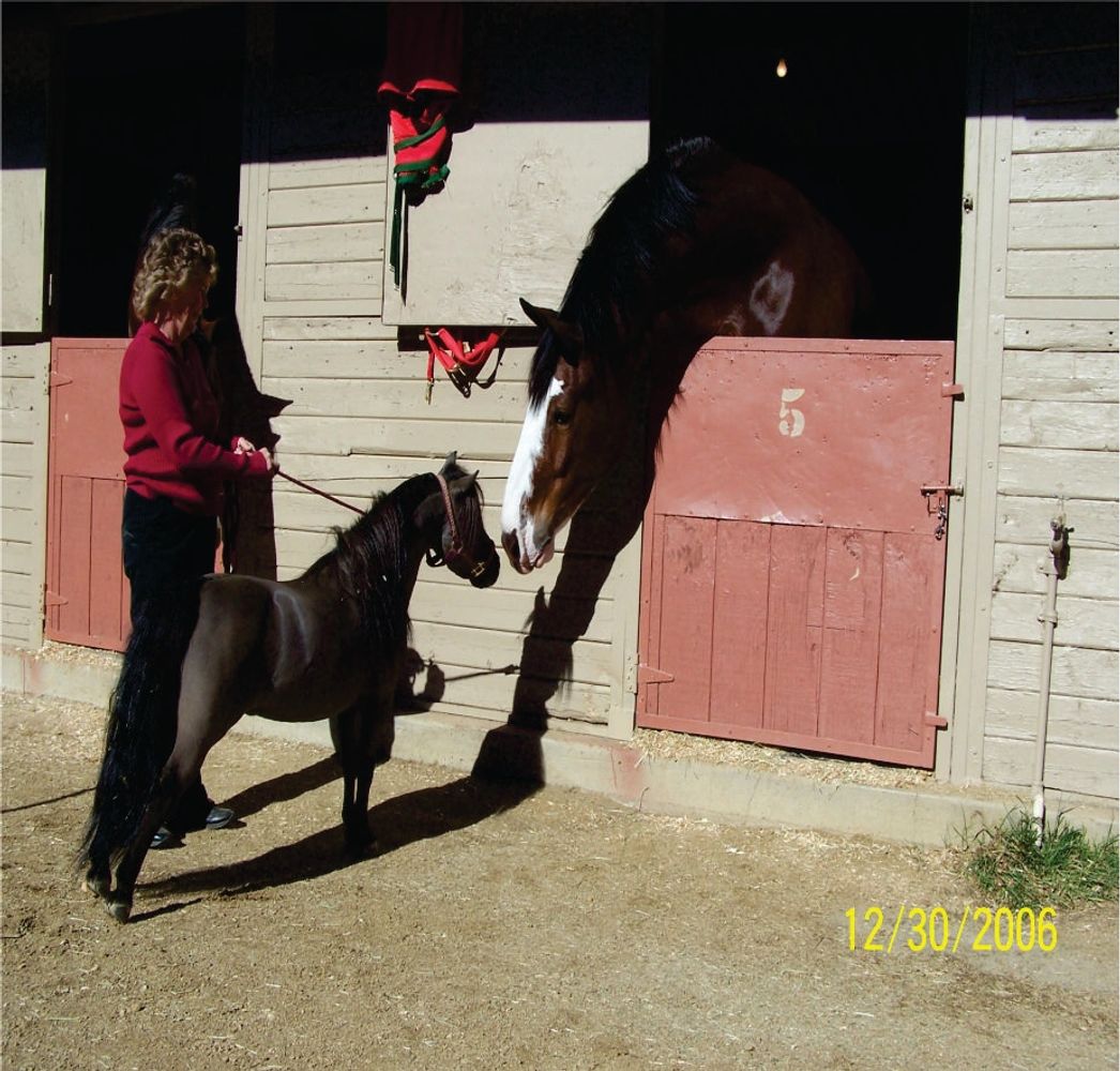 Miniature Horses, Miniature Horse Shows, Arizona miniatures