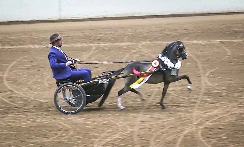 Miniature Horses, Miniature Horse Shows, Arizona miniatures