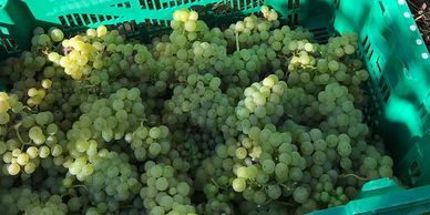 Crate of English Bacchus grapes
contract winemaking