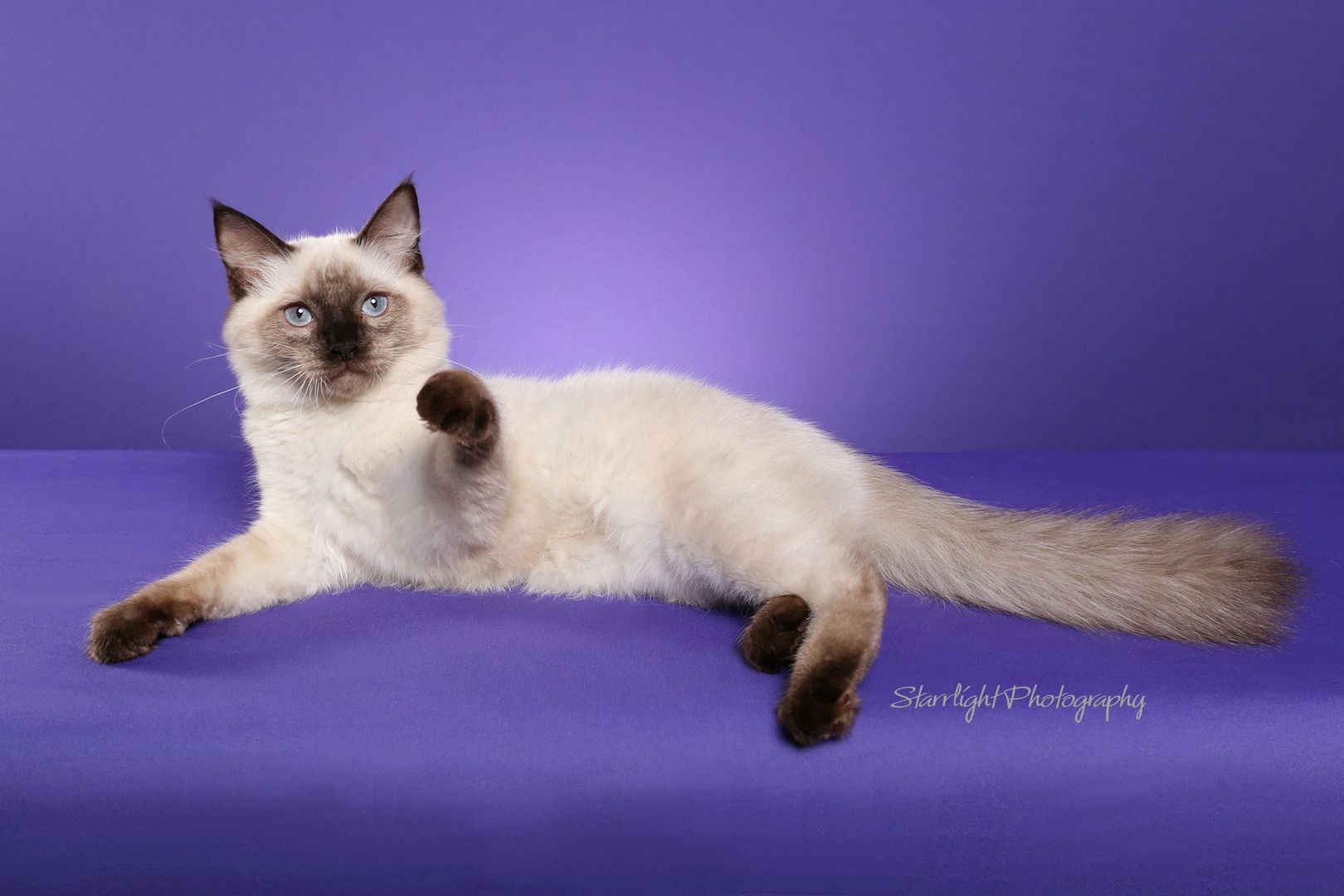 Kittens Tucson Ragdolls