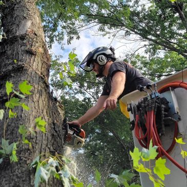 Removing a tree limb with a chainsaw.