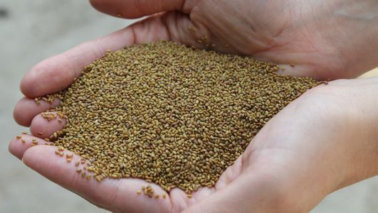 Algonquin Certified Alfalfa Seed