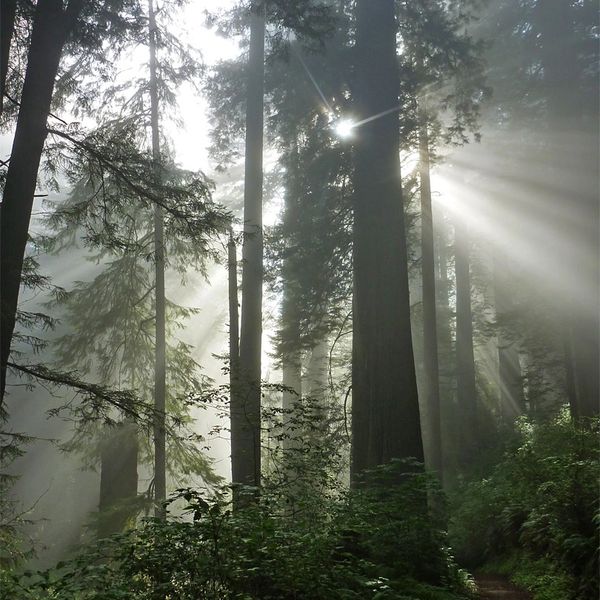 Sunlight streams through tall trees in a misty forest path.