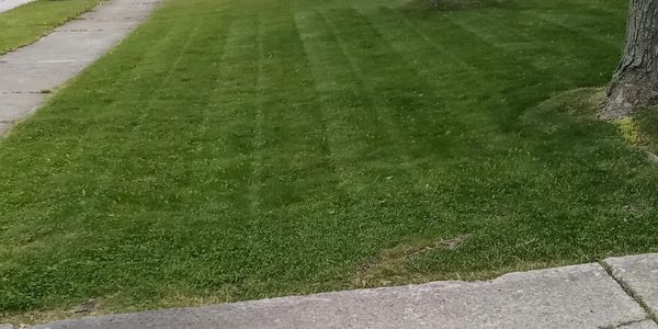 Lawn after being mowed by Little Guy Mowing.