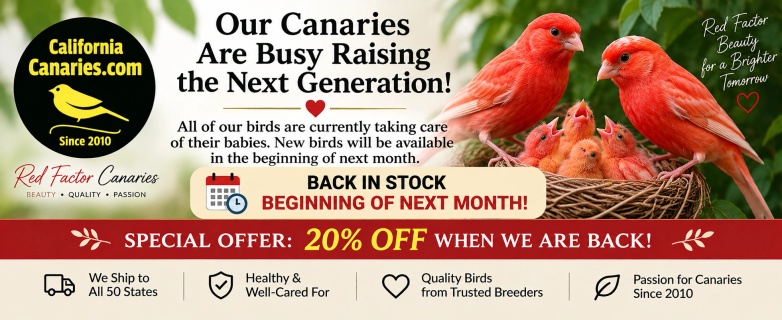 California Canaries