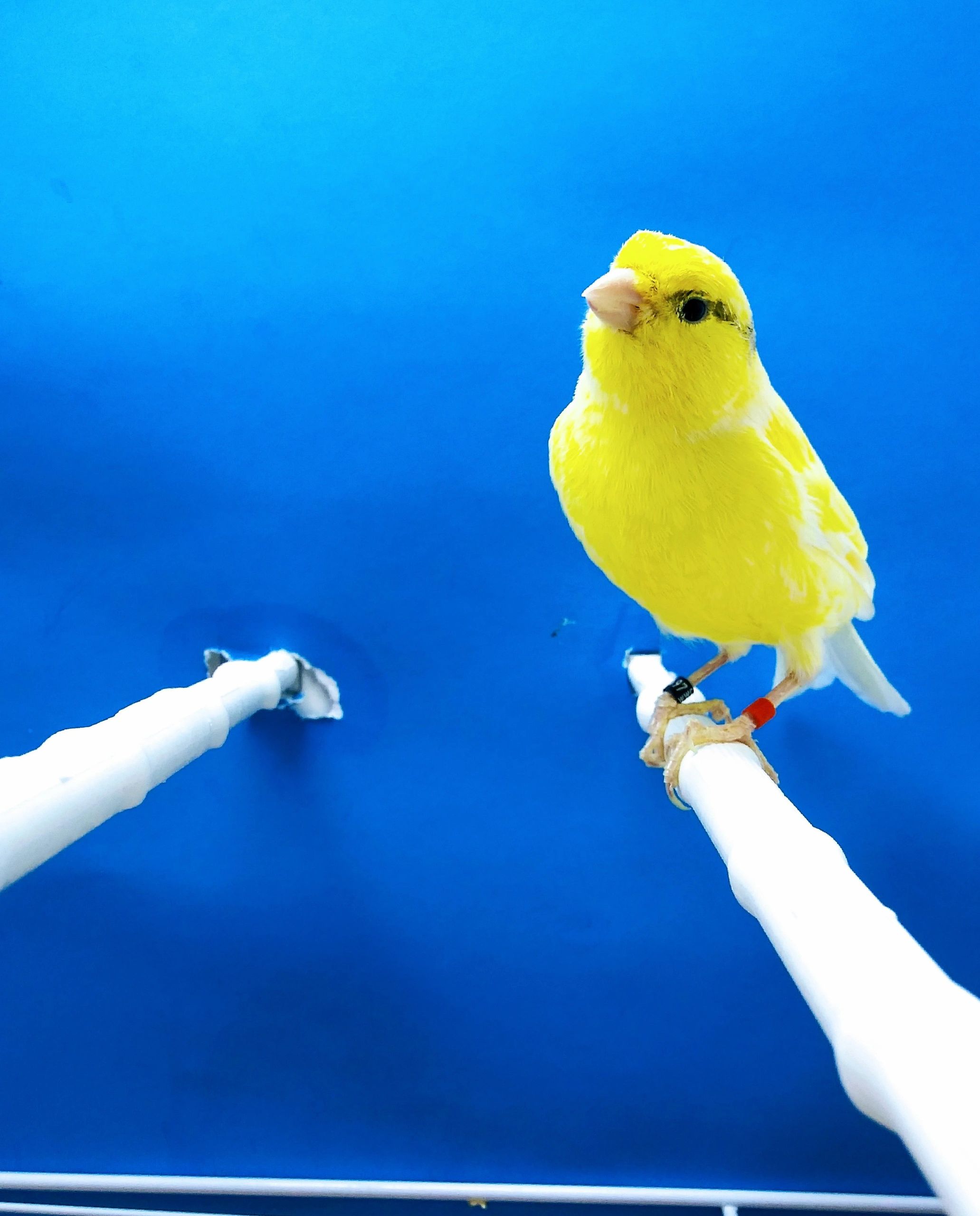 blue canary