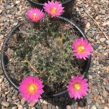 Cactus with beautiful vibrant flowers