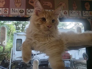 Fluffy orange cat lounging with a curious expression indoors.