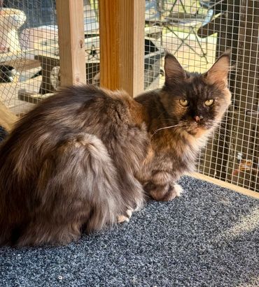Fluffy tortoiseshell cat sitting on a carpeted surface inside an enclosure.