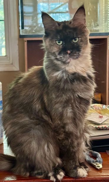 Fluffy tortoiseshell cat sitting on a wooden surface indoors.