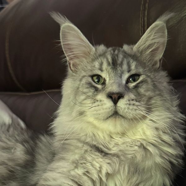 Fluffy gray Maine Coon cat with green eyes relaxing on a dark couch.
