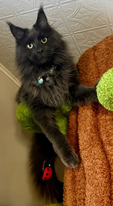 Fluffy black cat with bright eyes lounging on green and orange cat furniture.