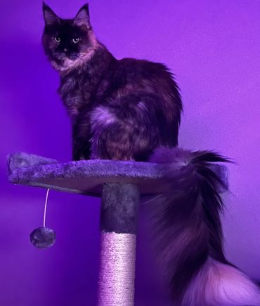 Fluffy, dark-furred cat sits on a purple-lit cat tree with a dangling toy.