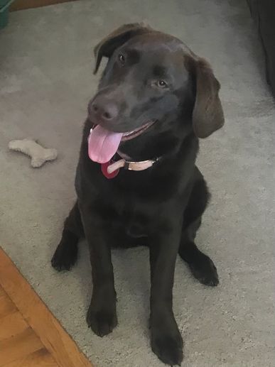 Chocolate Lab practicing the sit-stay.  Divine Paws Training KC