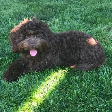 Cockapoo puppy laying down in the grass relaxing after a training session Divine Paws Training KC