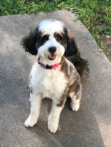 Mini Bernadoodle sitting for a treat, working on impulse control from jumping Kansas City MO 