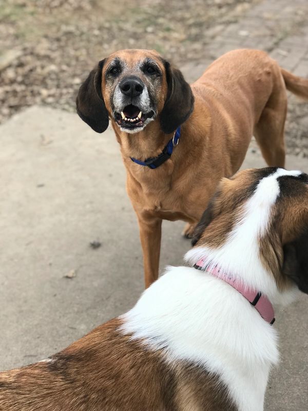 Senior Bloodhound Mix smiling in relaxed body Divine Paws Training KC Kansas City MO