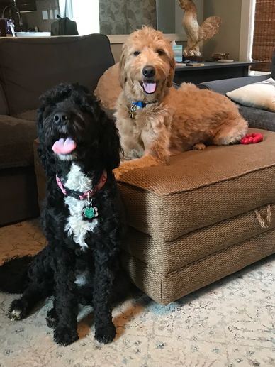 Two doodles relaxed after a positive reinforcement training session at their home Kansas City MO