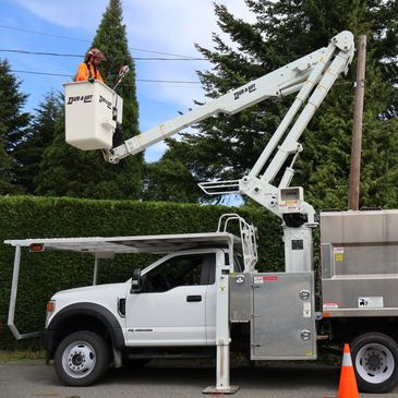 Bucket truck, next to a hedge, with a worker in the bucket