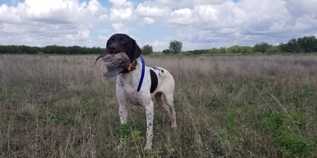 Pups, Started, and Finished Pointers and Retrievers.