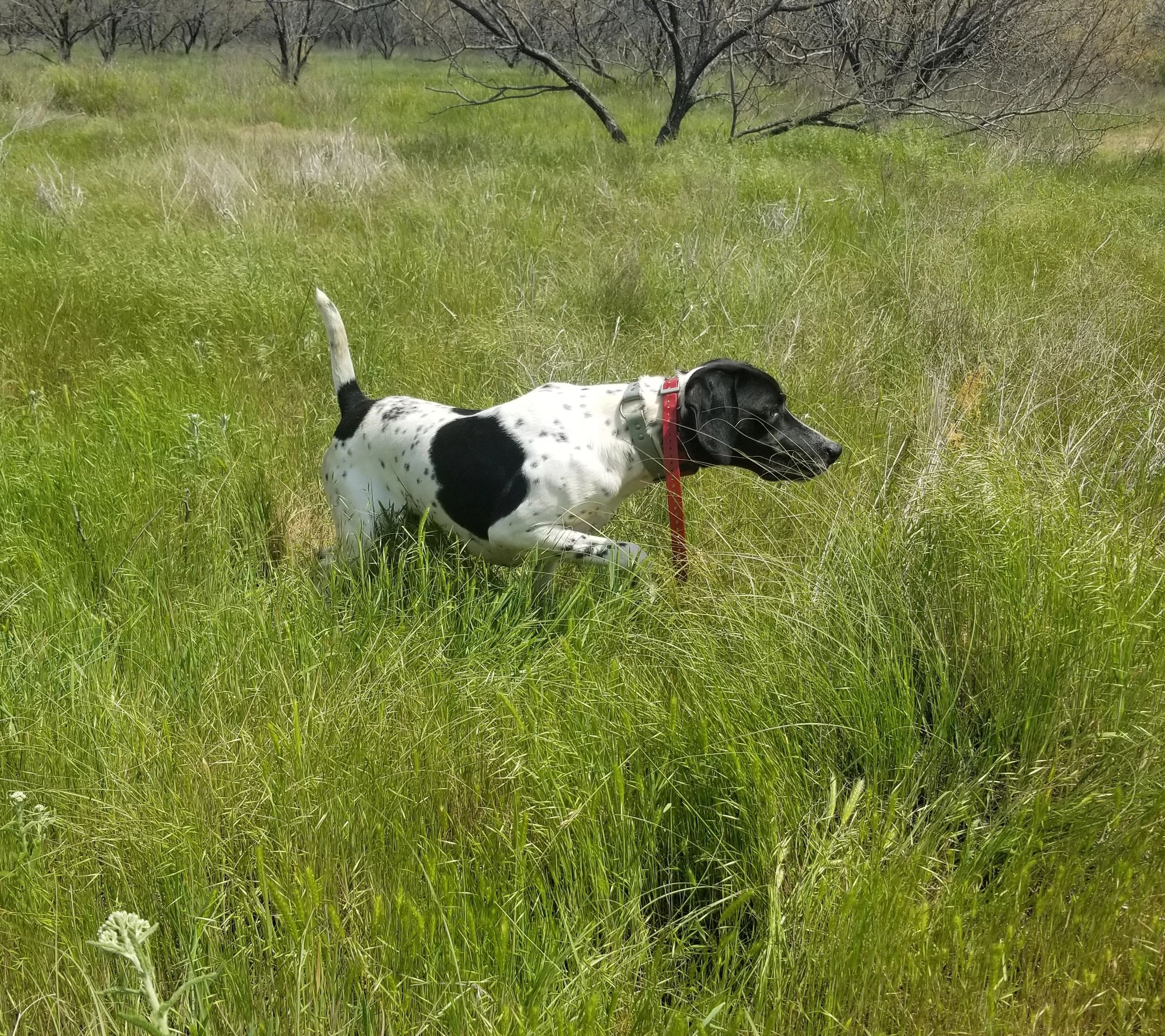 Black and white dog pointing in tall grass.