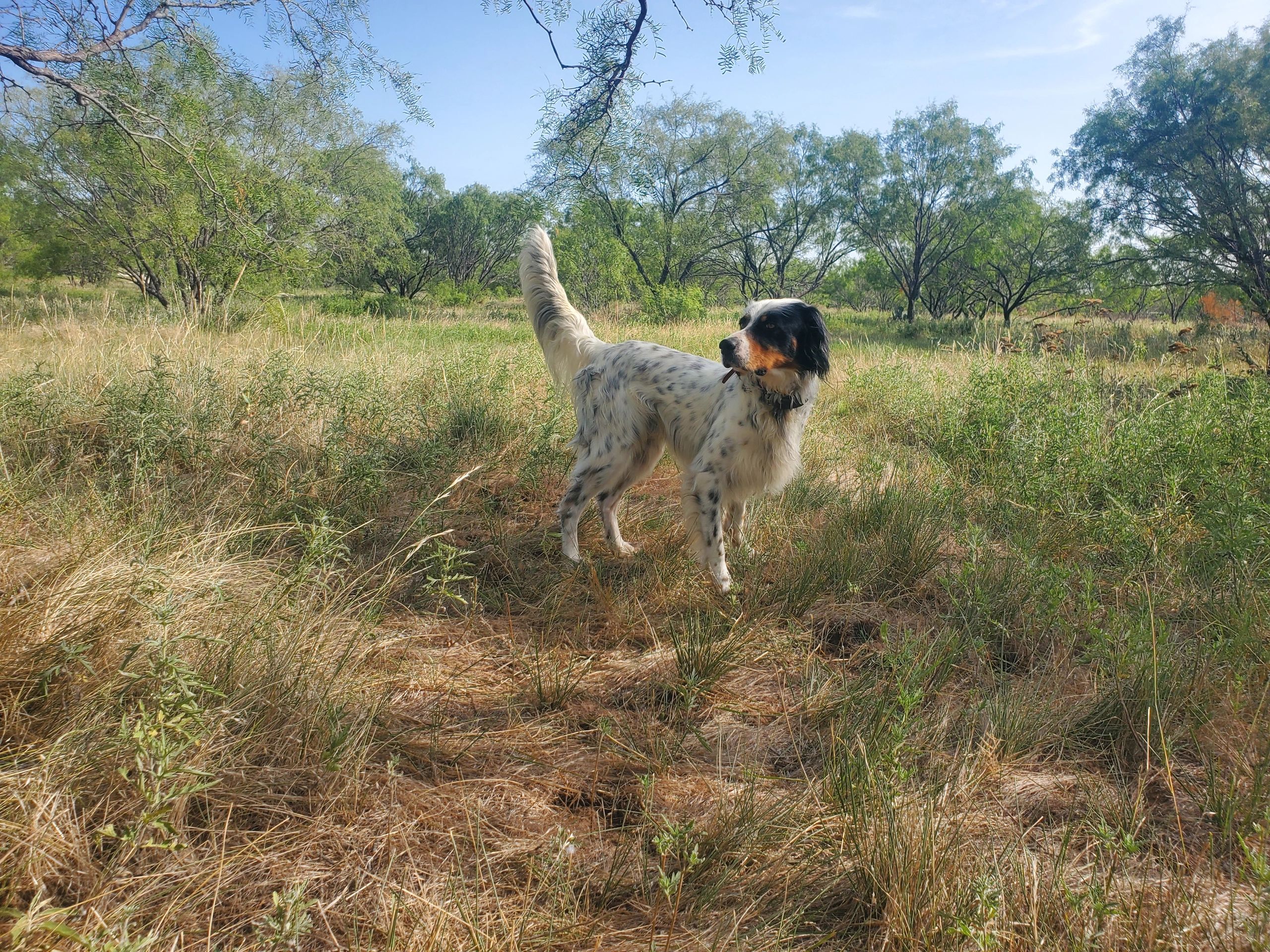 Dog standing in a grassy field with trees.