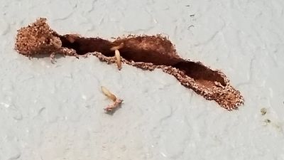 A Texas Official Wood Destroying Insect Report Notes Termites Found on Interior walls