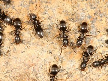 The odorous house ant is brownish black in color and are 1/12 to 1/8 inch long. Colonies are large a