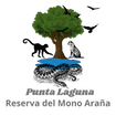  Punta Laguna Reserva del Mono Araña
