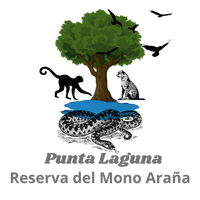  Punta Laguna Reserva del Mono Araña