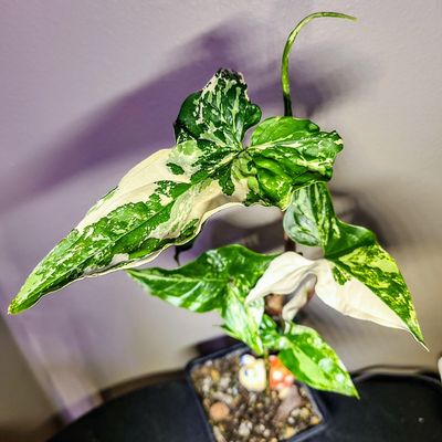 Syngonium | The Green Gargoyle