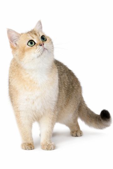Golden British Shorthair cat with green eyes looking upward.