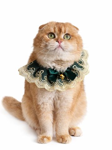 A ginger Scottish Fold cat wearing a fancy lace collar with a green bow and bell.
