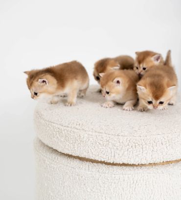 A group of five orange kittens on a soft round cushion.