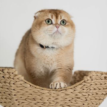 A fluffy Scottish Fold cat with green eyes resting on a woven basket.