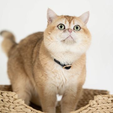 Fluffy golden-brown cat with green eyes standing on a woven surface.