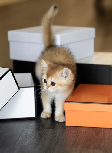 Curious kitten surrounded by colorful boxes.