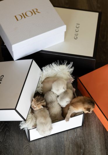 Five kittens nestled in a Chanel box surrounded by luxury brand boxes.