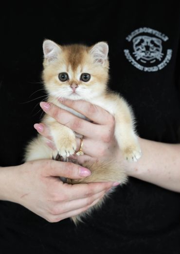 Cute kitten being held by a person.