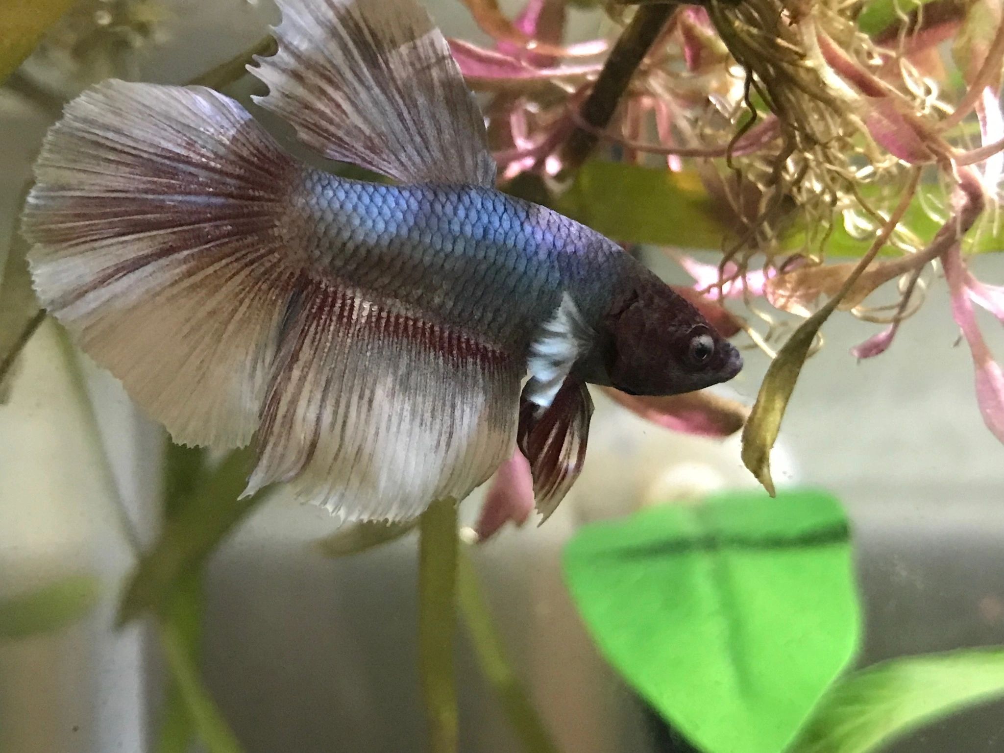 Flare's Aquatics 