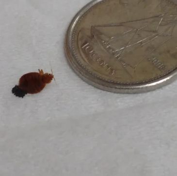 Exterminex & Son Pest Control Inc.