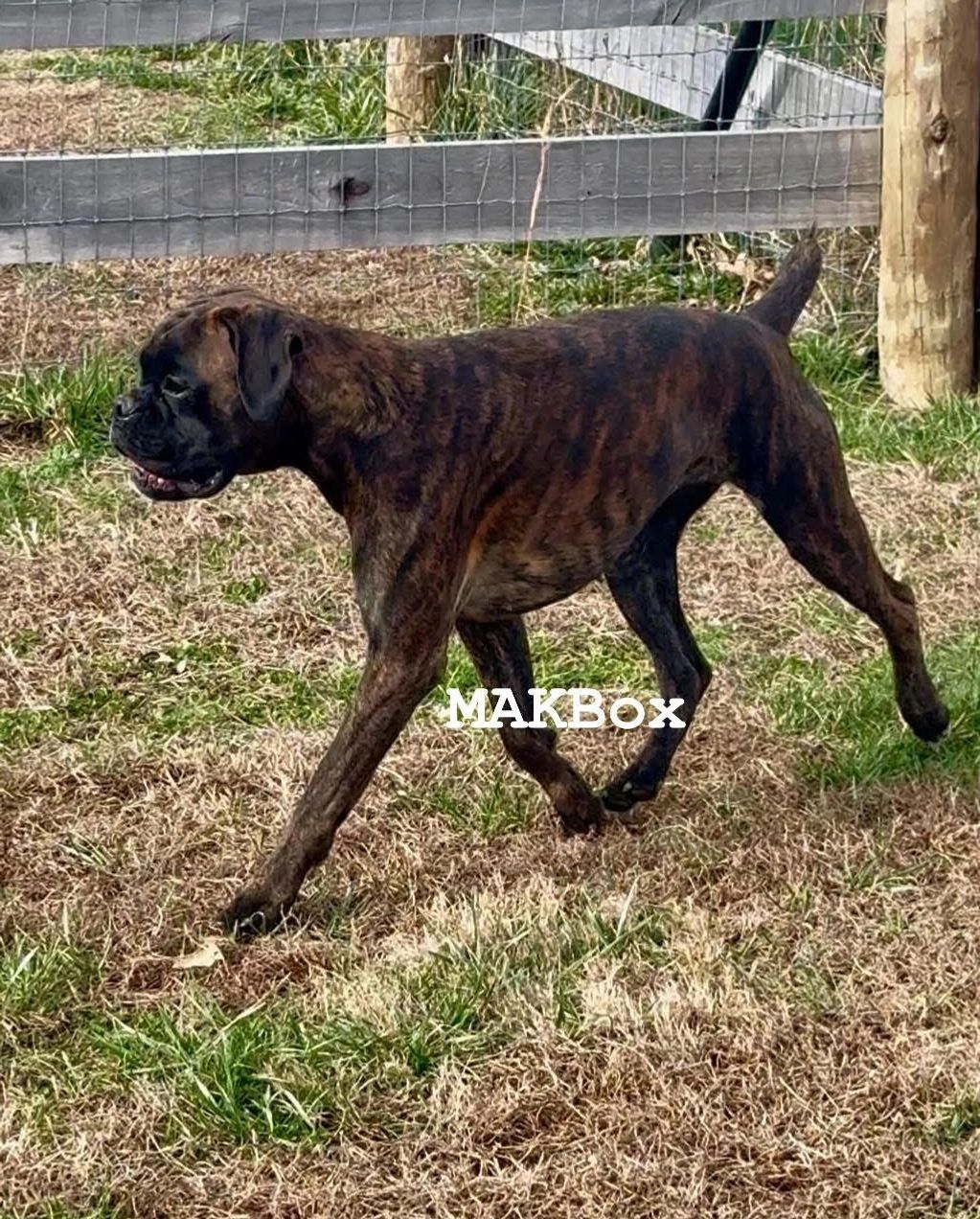 Brindle Boxer dog walking on grass near a wooden fence.