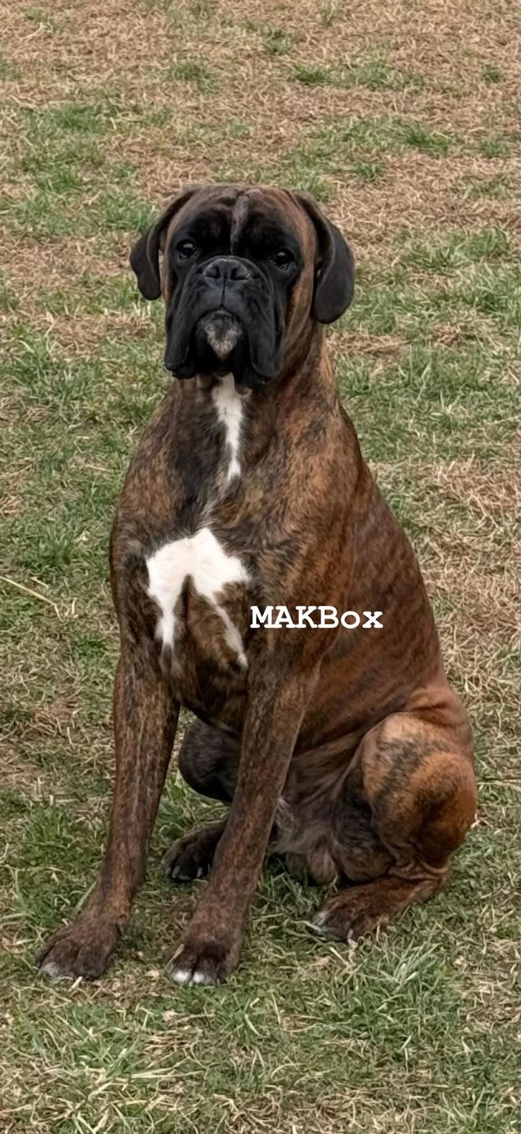 Brindle Boxer dog sitting attentively on grass.