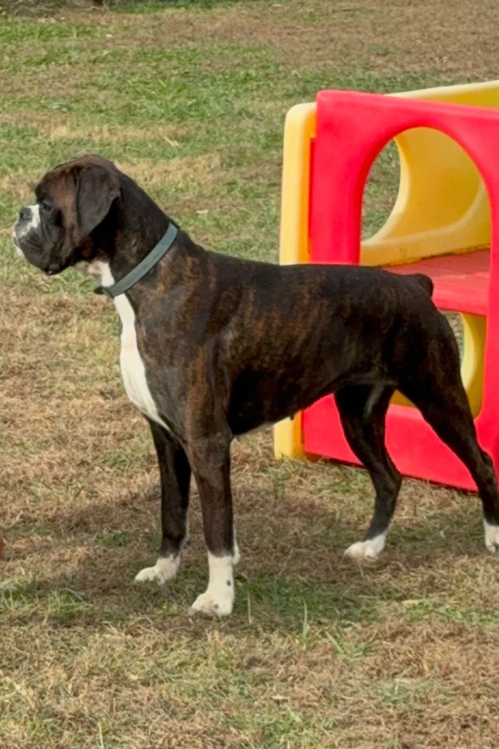 Brindle Boxer dog standing alert on grass near colorful play structure.