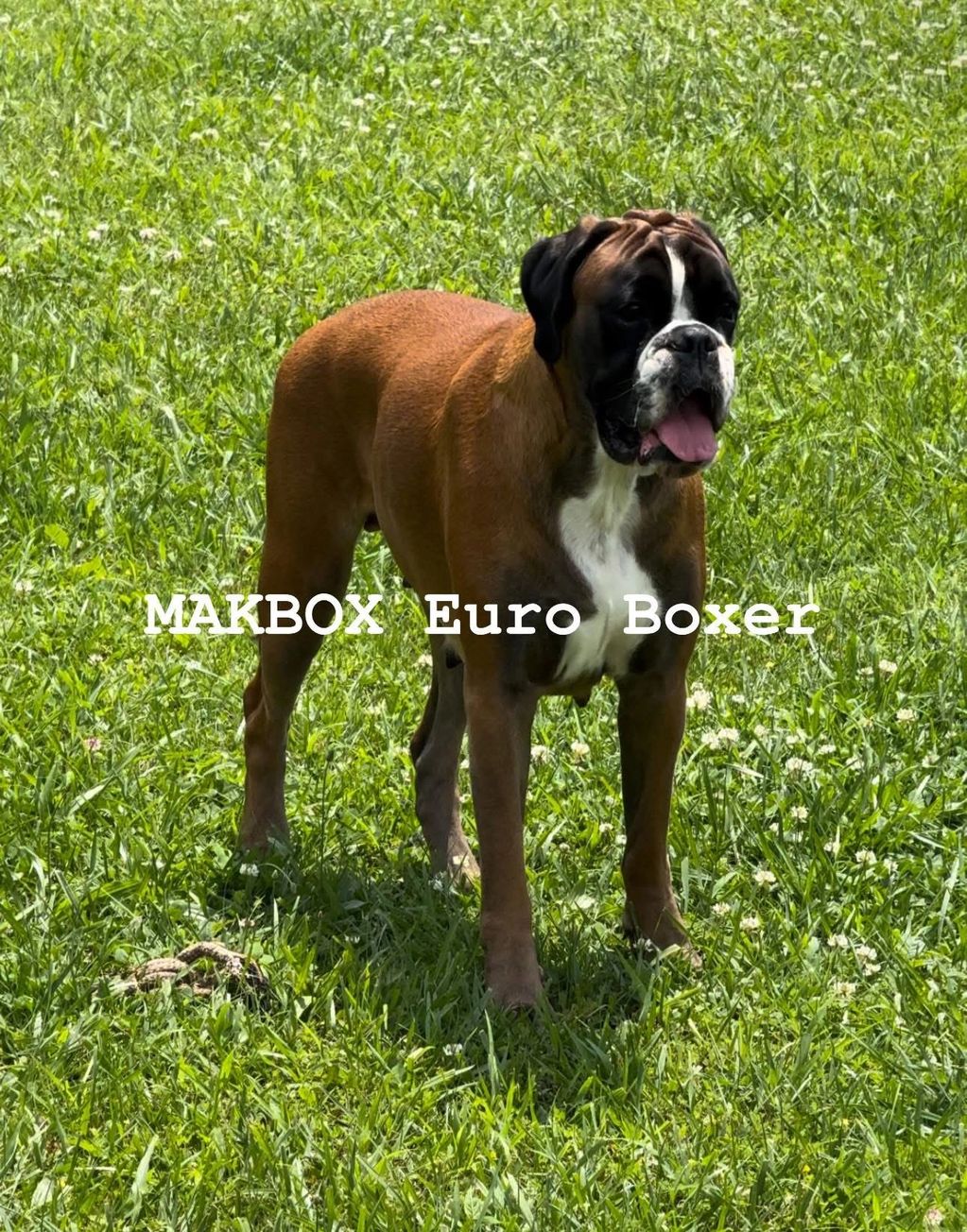 A brown and white Euro Boxer dog standing on grass with its tongue out.
